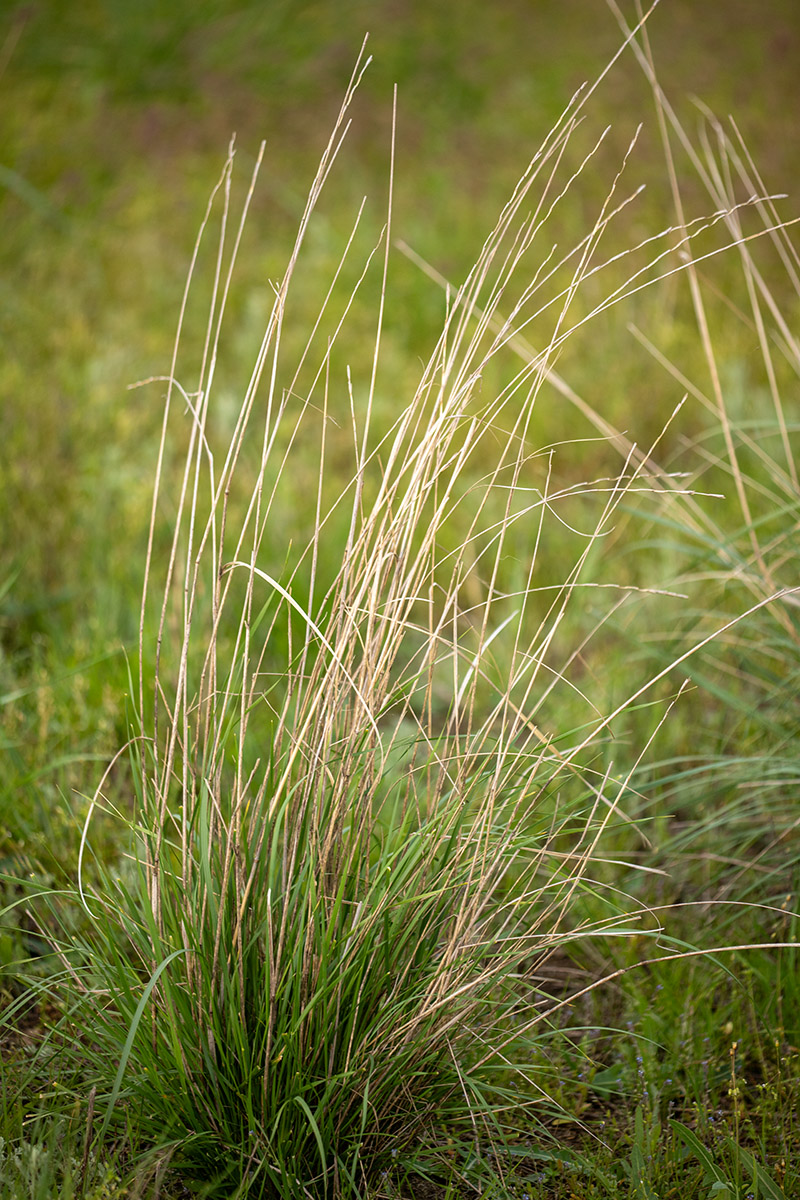 Image of familia Poaceae specimen.