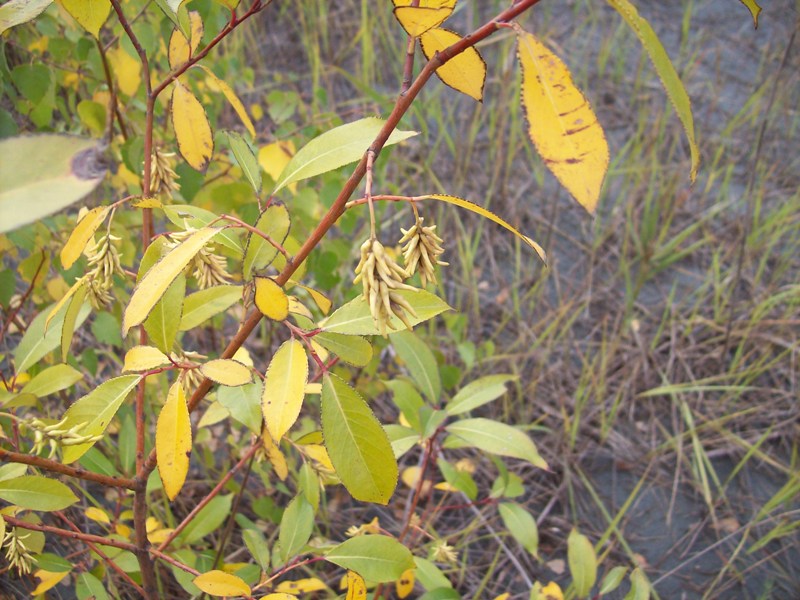 Изображение особи Salix pentandra.