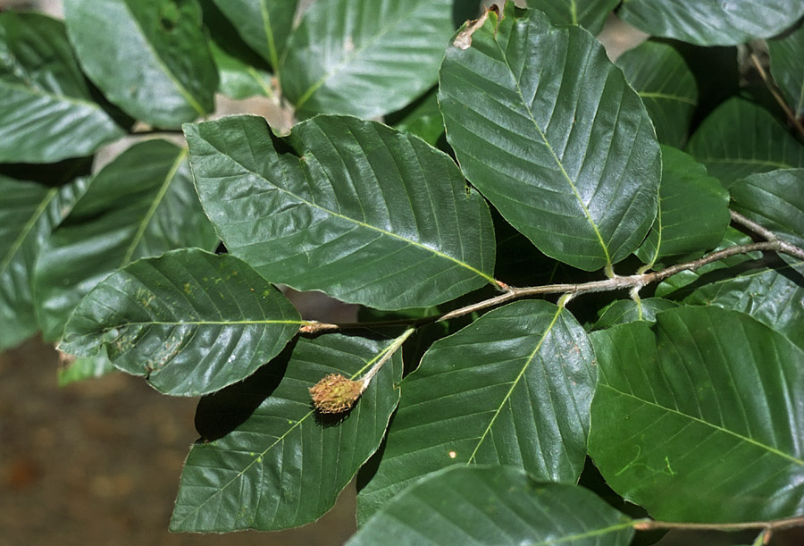 Изображение особи Fagus orientalis.