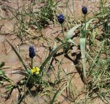 familia Hyacinthaceae