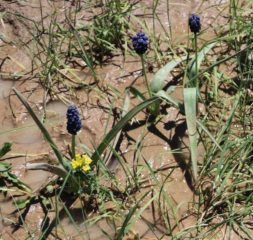 Image of familia Hyacinthaceae specimen.