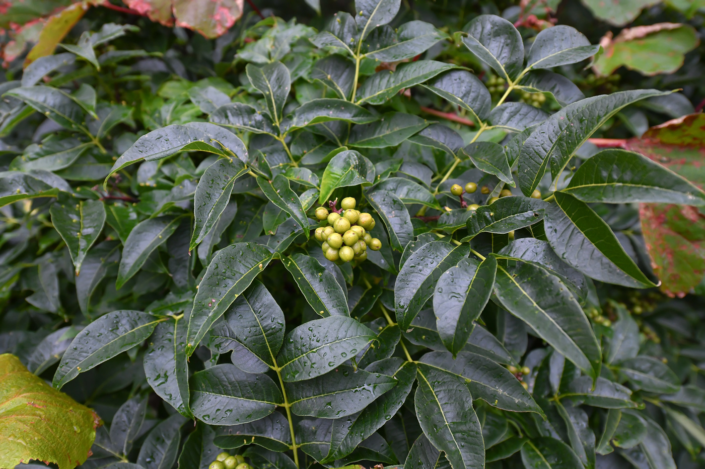 Изображение особи Phellodendron sachalinense.