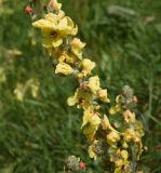 genus Verbascum. Часть соцветия с цветками и бутонами. Турция, ил Карс, крепость Ани, луг. 28 мая 2025 г.