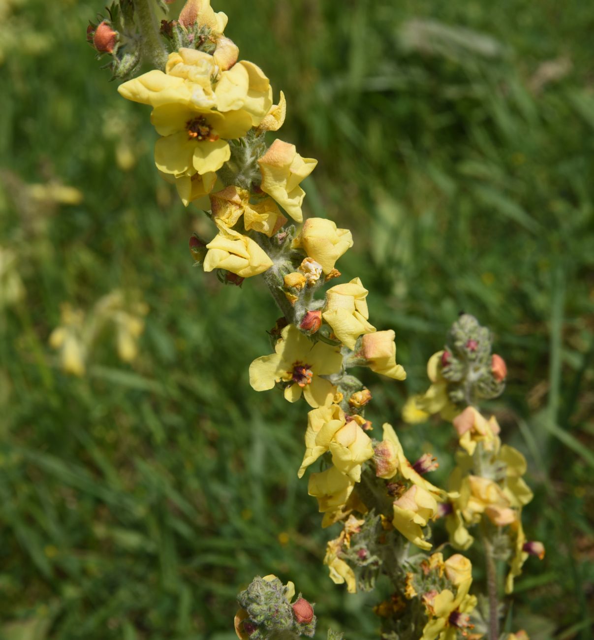Image of genus Verbascum specimen.