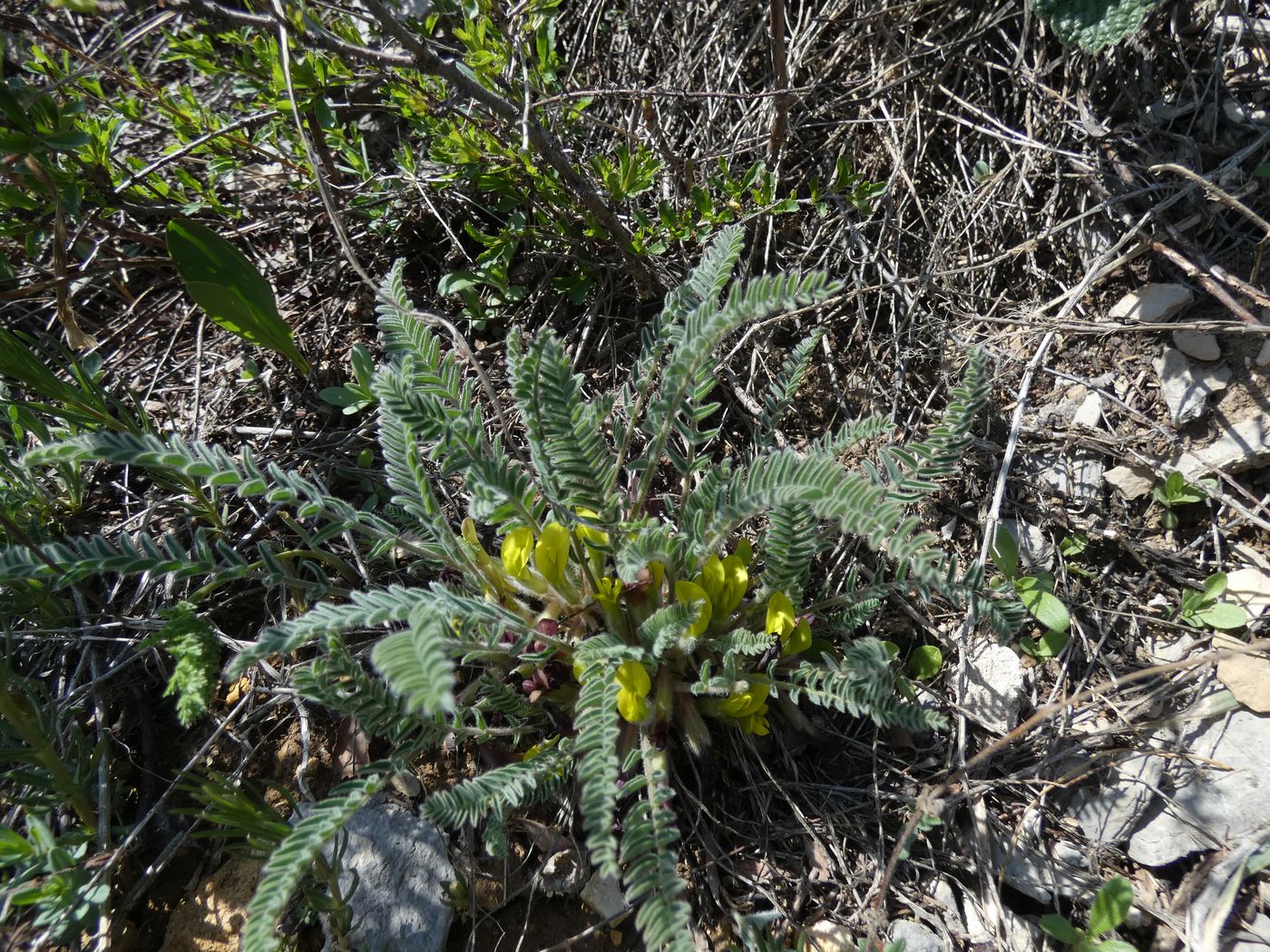Изображение особи Astragalus atrovinosus.