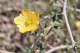 семейство Malvaceae. Цветок. Вьетнам, пров. Кханьхоа, г. Нячанг, окр. водохранилища Ам Чуа (Ho Am Chua), пустырь. 23.02.2026.