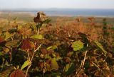 Corylus heterophylla. Верхушки побегов с молодыми листьями. Южное Приморье, Чёрные горы, заповедник \"Кедровая падь\", гора Южанка. 30.05.2010.
