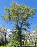 Ulmus pumila. Взрослое плодоносящее растение, снизу - шиповник (Rosa). Волгоград, ул. Городовикова, озеленение. 15.05.2026.