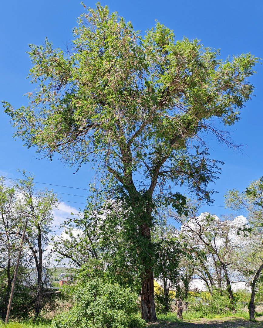Image of Ulmus pumila specimen.