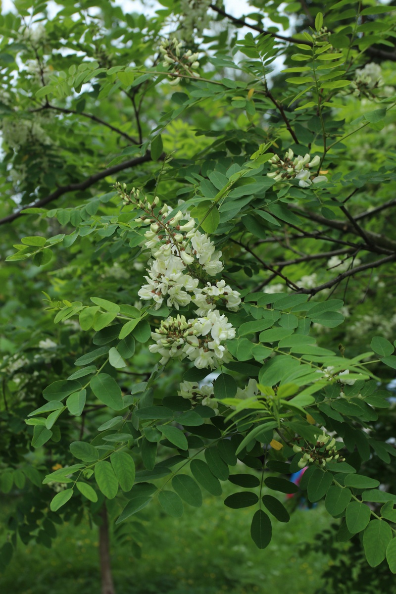 Image of Robinia pseudoacacia specimen.