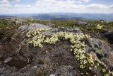 Diapensia obovata