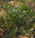 Eritrichium jenisseense. Цветущее растение. Красноярский край, окр. г. Красноярск, Николаевская сопка, вершина горы, опушка. 08.07.2026.