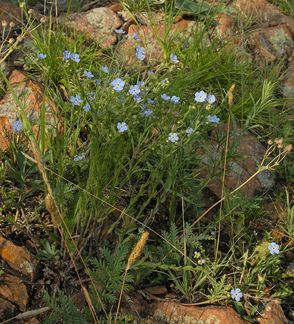 Image of Eritrichium jenisseense specimen.