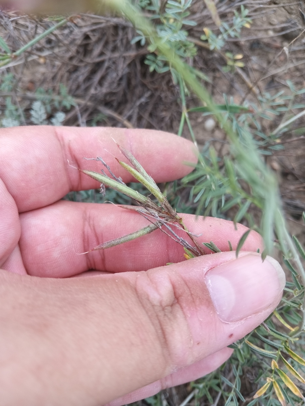 Image of Astragalus temirensis specimen.