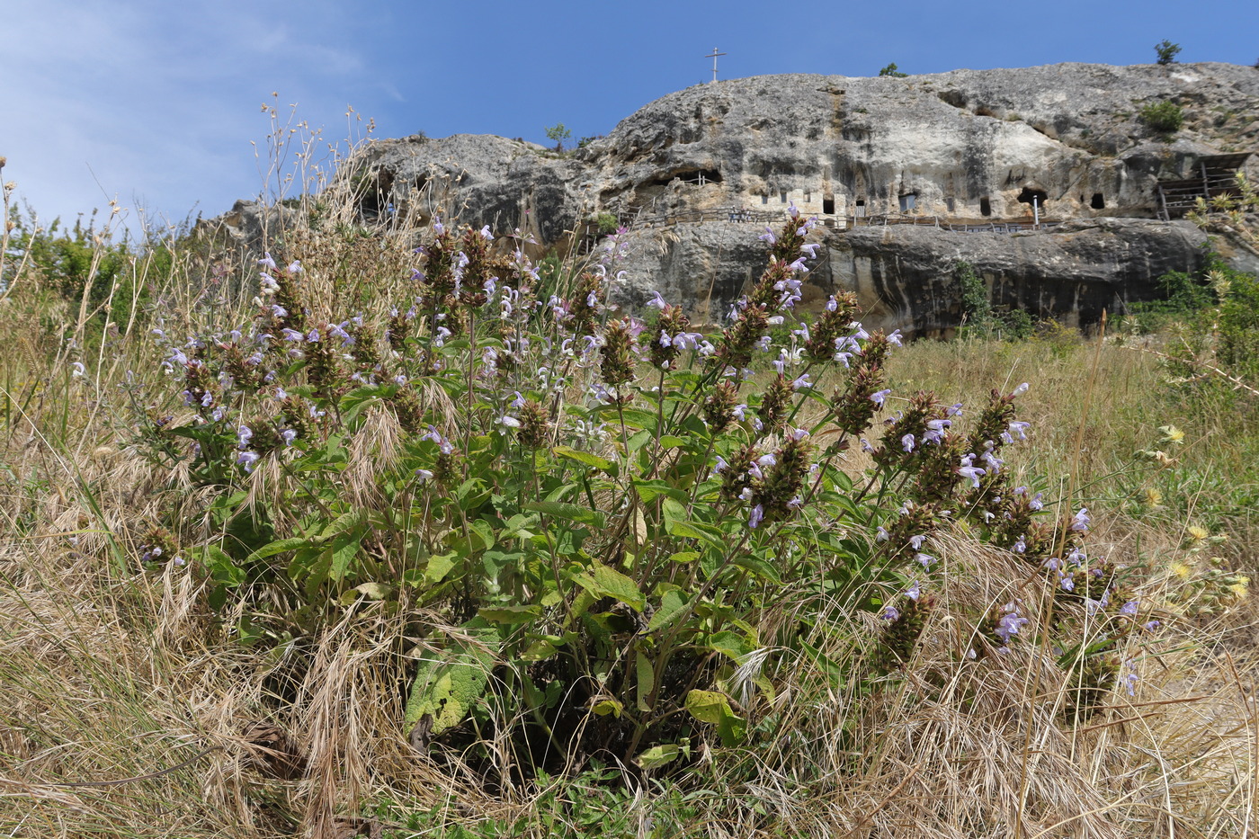 Image of Salvia tomentosa specimen.