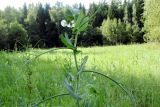 Изображение особи. Автор - Михаил Шовкун