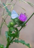 Cirsium vulgare