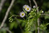 Erigeron annuus