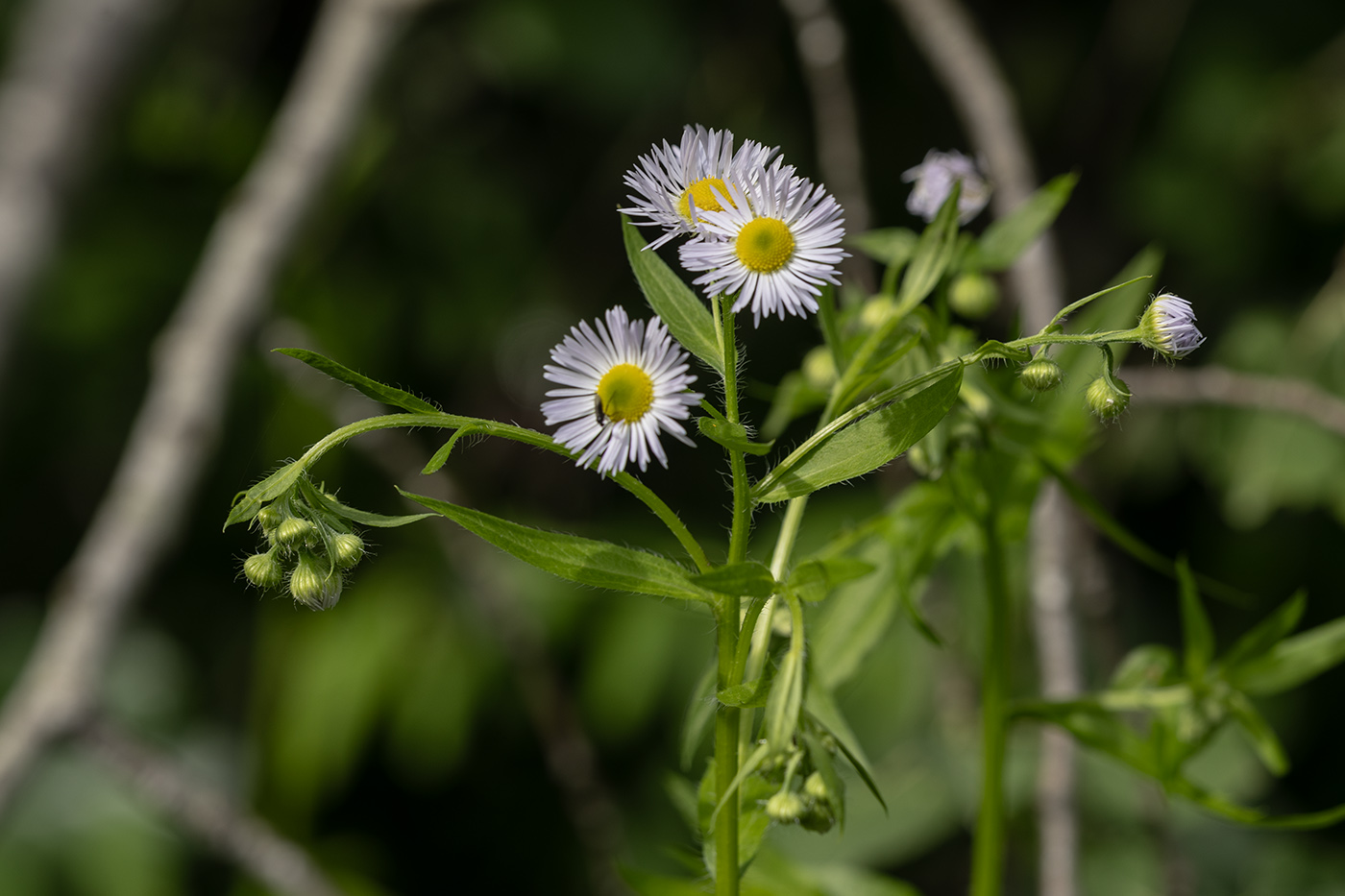 Изображение особи Erigeron annuus.