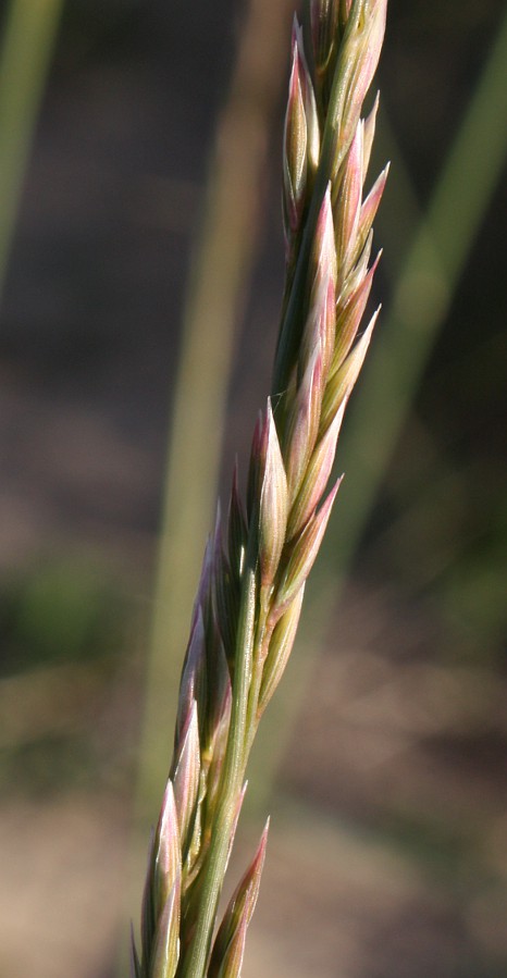 Image of Asthenatherum forskaolii specimen.