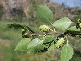 род Betula. Веточка с соплодиями. Таджикистан, Согдийская обл., Айнинский р-н; Памиро-Алай, Фанские горы, побережье оз. Искандеркуль, дол. р. Сарытаг, ≈ 2290 м н.у.м., обочина грунтовой дороги среди кустарников. 25 июня 2026 г.