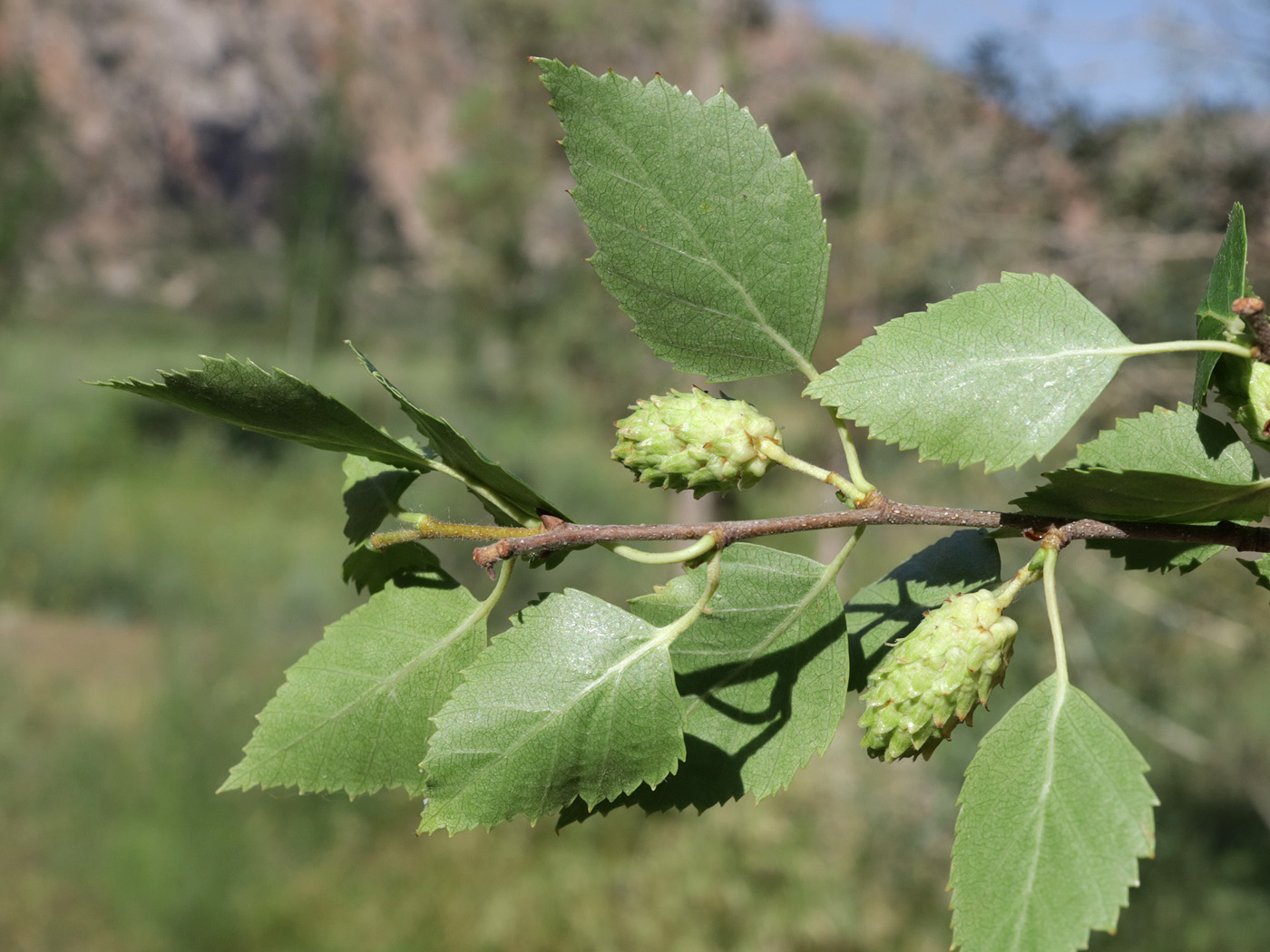 Изображение особи род Betula.