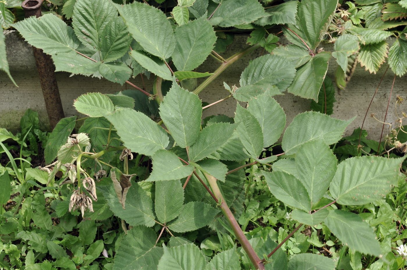 Изображение особи род Rubus.
