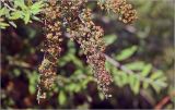 Spiraea × cinerea. Ветви с созревающими плодами. Московская обл., Раменский р-н, окр. дер. Хрипань, садовый участок. 13.06.2026.