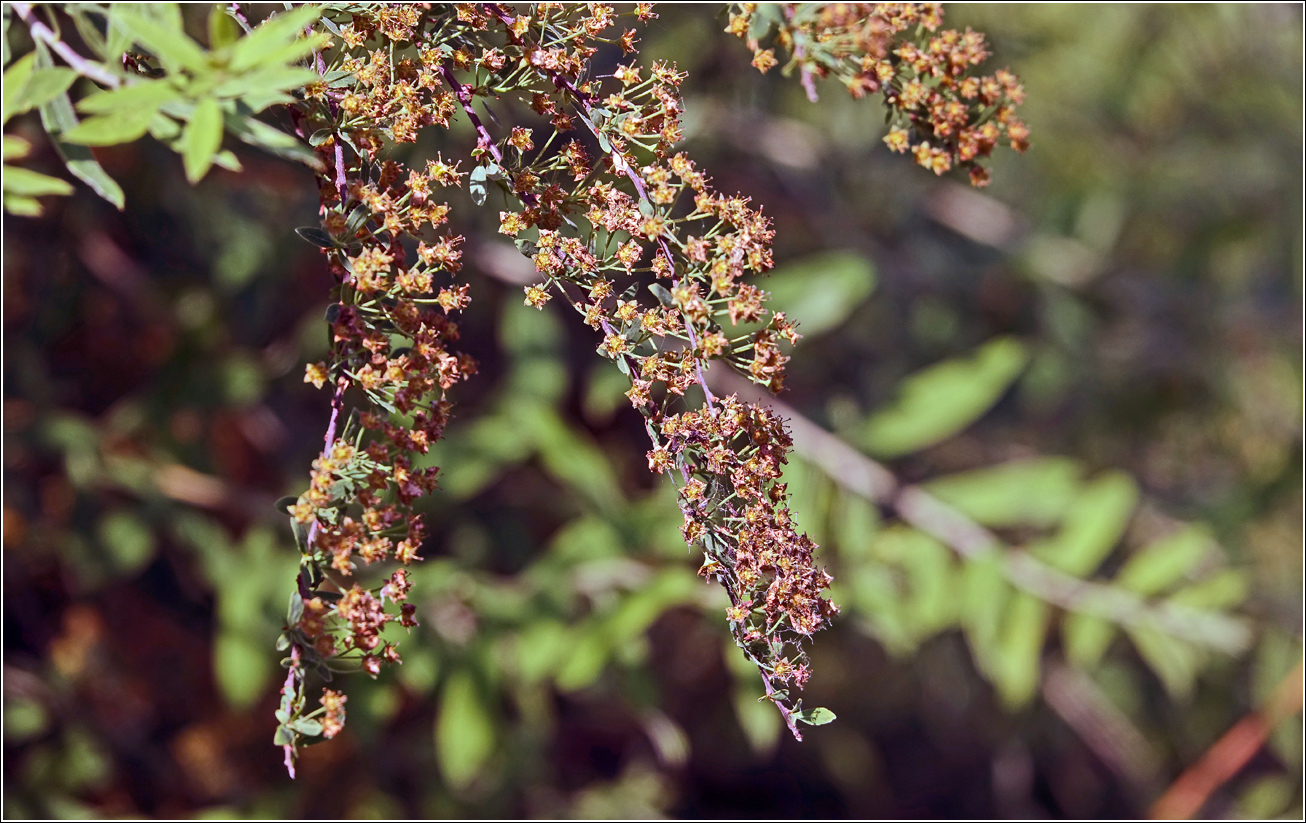 Image of Spiraea × cinerea specimen.