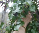 Hedera helix. Ветвь плодоносящего растения. Горный Крым, окр. родника Ай-Алексий, опушка широколиственного леса. 05.05.2011.