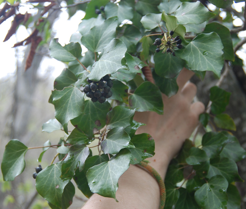 Image of Hedera helix specimen.