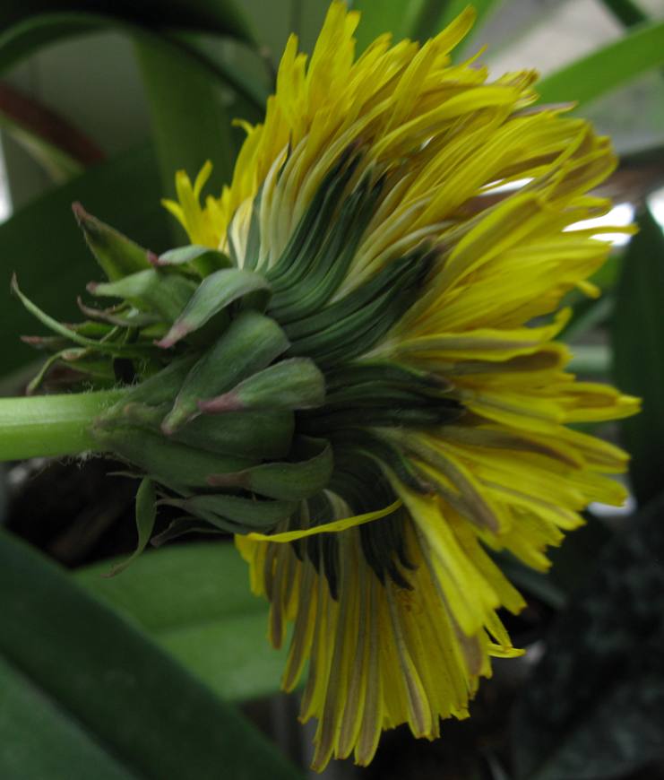 Image of genus Taraxacum specimen.
