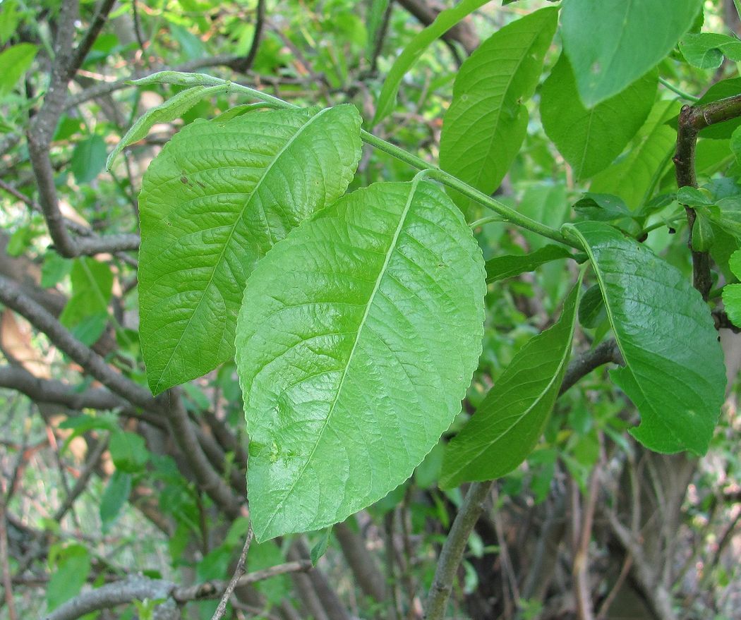 Image of Salix myrsinifolia specimen.