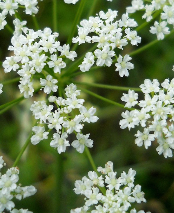 Изображение особи Pimpinella saxifraga.