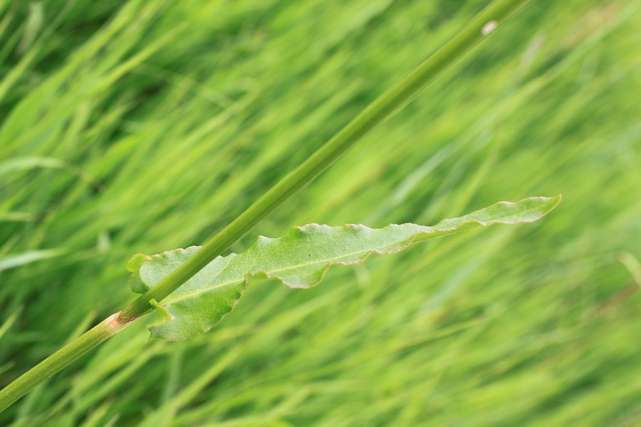 Image of Rumex thyrsiflorus specimen.