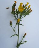 Picris hieracioides. Верхушка цветущего растения. Новосибирская обл., Карасукский р-н, с. Благодатное, обочина дороги. 16.07.2011.