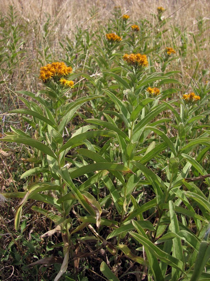 Image of Inula germanica specimen.