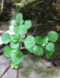 Sedum stoloniferum