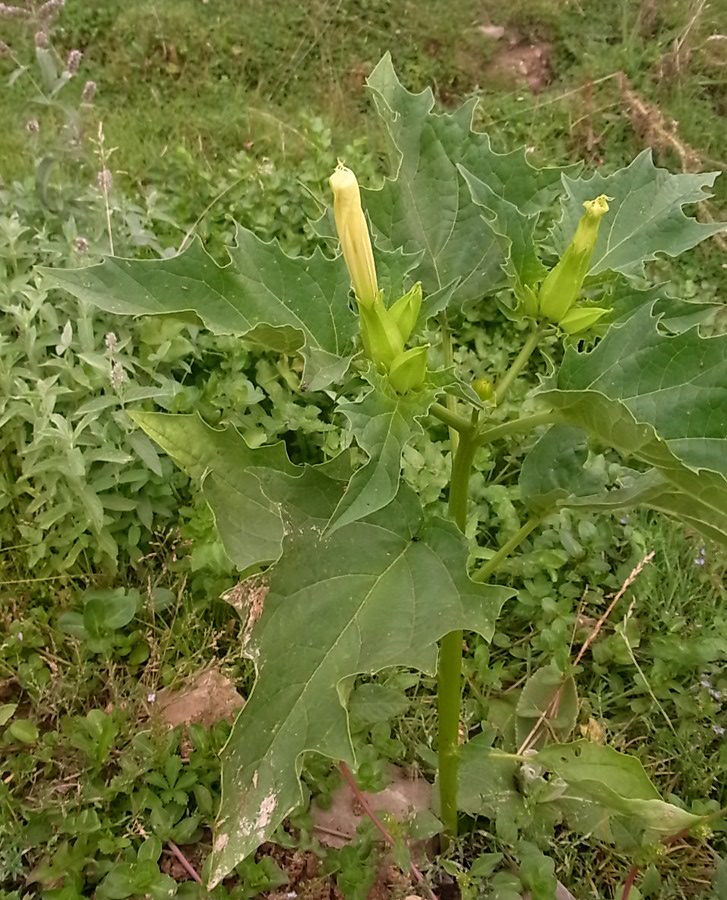 Image of Datura stramonium specimen.