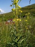 Senecio thyrsophorus