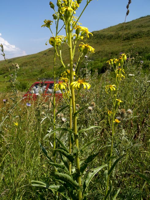 Изображение особи Senecio thyrsophorus.