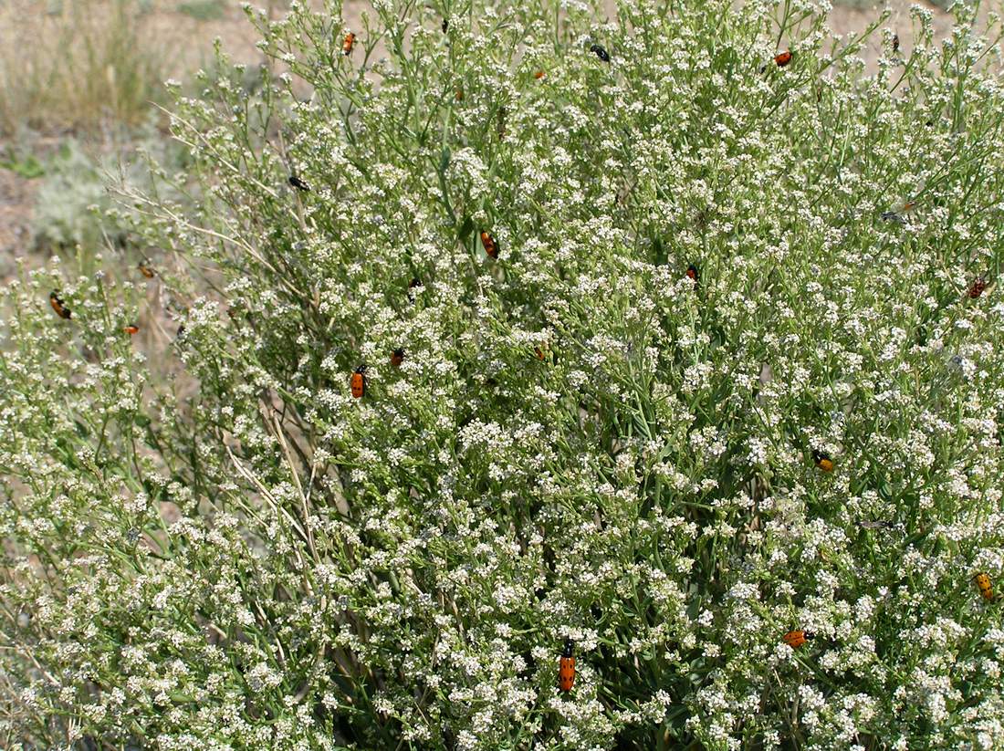 Image of Lepidium coronopifolium specimen.