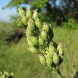 Silene artemisetorum