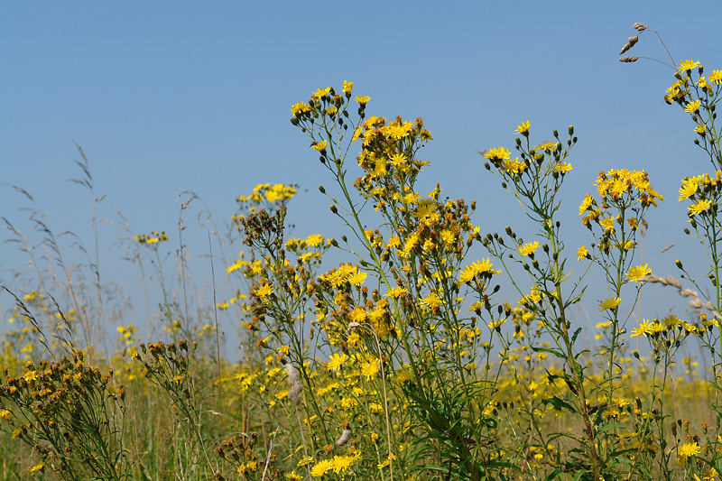Изображение особи Hieracium umbellatum.