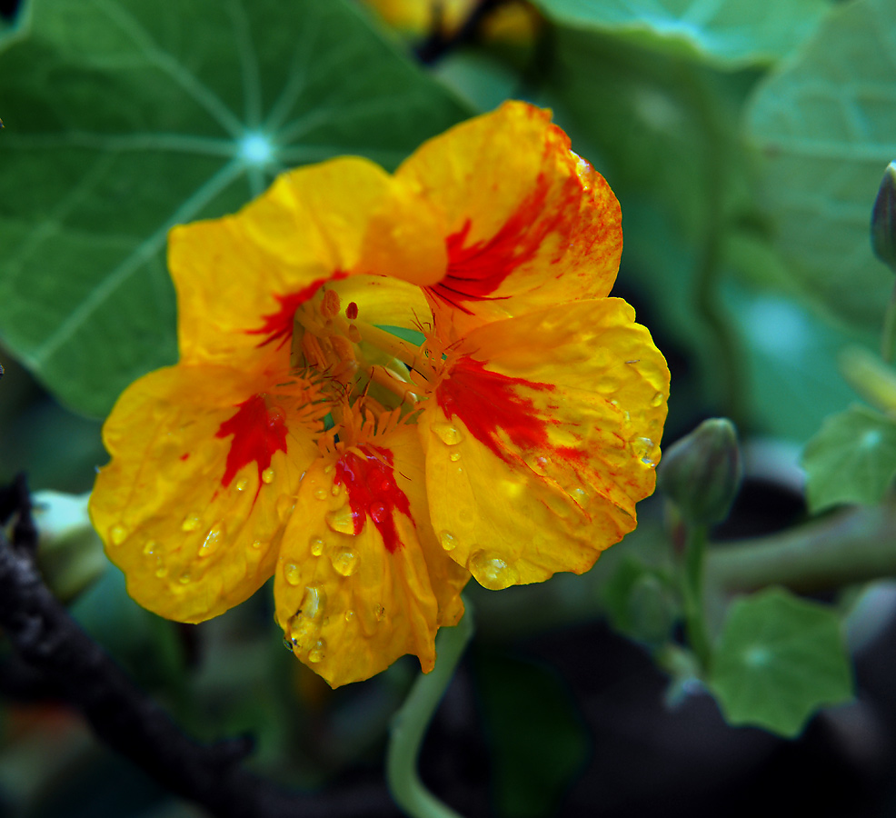 Изображение особи Tropaeolum majus.