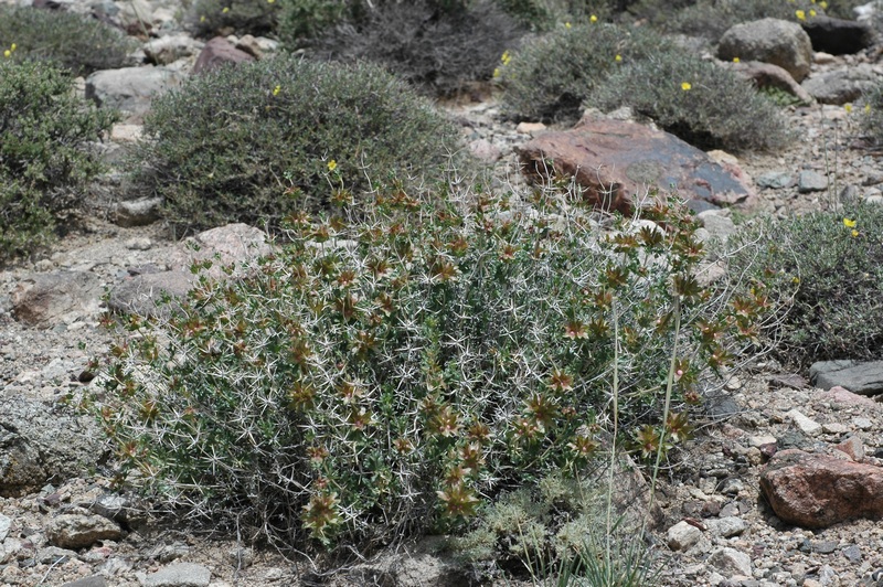 Изображение особи Lagochilus diacanthophyllus.