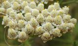 Achillea nobilis