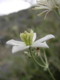 Clematis songorica. Цветок. Казахстан, Алматинская обл., Алакольский р-н, р. Ыргайты. 15 июля 2011 г.