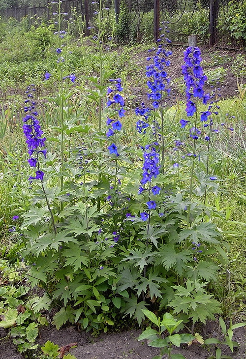 Image of genus Delphinium specimen.