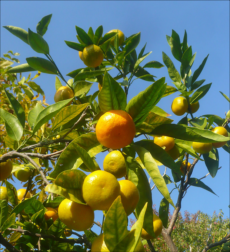 Image of Citrus unshiu specimen.